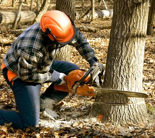 Tree Removal in Big Stone City, SD